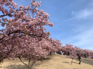 伊勢崎市民の森公園 満開でした クリエートハウジング ブログ